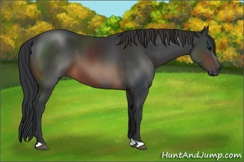 Horse Color: Brown 