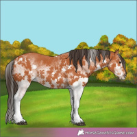 Horse Color:White Spotted Bay 