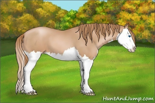 Horse Color: Chestnut Pearl Splash 