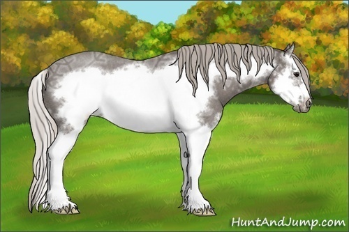 Horse Color: Silver Blue Ice Roan Splash Frame 