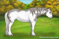 Horse Color:Silver Blue Ice Roan Splash Frame 