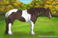 Horse Color:Liver Chestnut Sabino Tobiano 