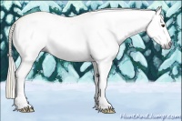 Horse Color:Gray White Spotted Silver Buckskin Roan 