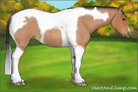 Horse Color:Bay Roan Tobiano 