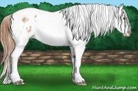 Horse Color:Bay Roan Dun Tobiano Blanket 