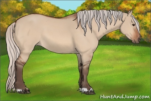 Horse Color: Silver Bay Dun 