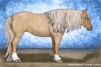 Horse Color:Palomino Roan 