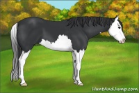 Horse Color:Black Splash 
