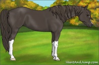 Horse Color:Smoky Black 