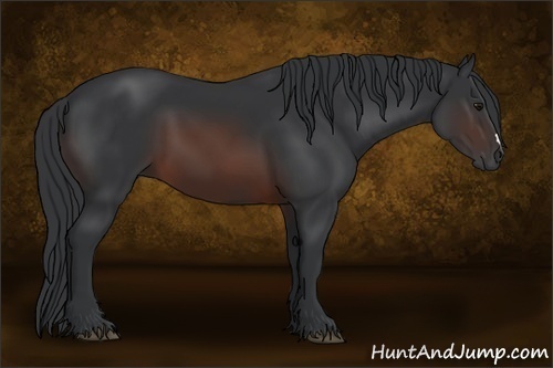 Horse Color: Brown 
