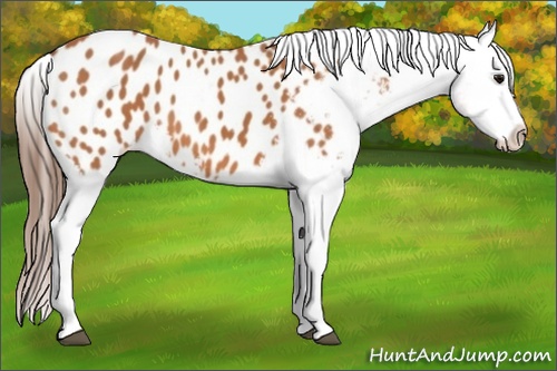 Horse Color:Bay Appaloosa 