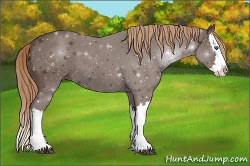 Horse Color: ERROR: UNKNOWN ANOMALY