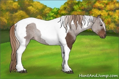 Horse Color: ERROR: UNKNOWN ANOMALY