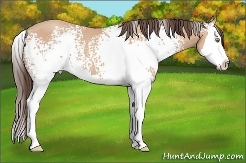 Horse Color: White Spotted Amber Champagne Splash 
