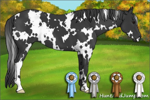 Horse Color: Unknown 
