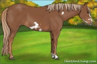 Horse Color:Chestnut Frame 