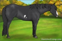 Horse Color:Black Frame 
