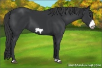 Horse Color:Black Frame 