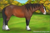 Horse Color:Bay Splash 