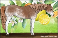 Horse Color:White Spotted Chestnut 