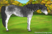 Horse Color:White Spotted Black 