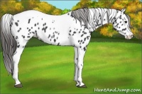 Horse Color:Black Splash Tobiano Appaloosa 