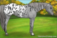 Horse Color:Black Appaloosa 