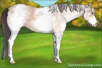 Horse Color:White Spotted Amber Champagne Rabicano 