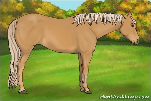 Horse Color: Palomino 