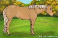 Horse Color:Palomino 