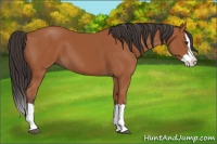 Horse Color:Bay Splash 