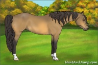 Horse Color:Buckskin 