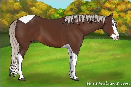 Horse Color: Silver Bay Splash Tobiano 