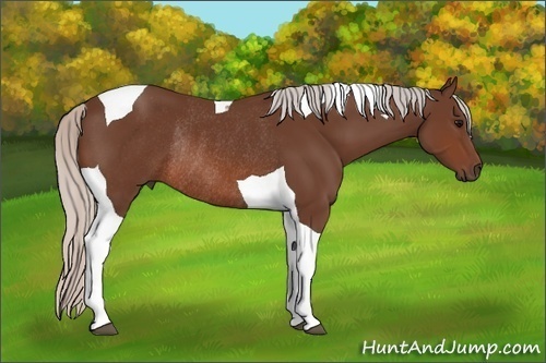 Horse Color: Silver Brown Tobiano Rabicano 