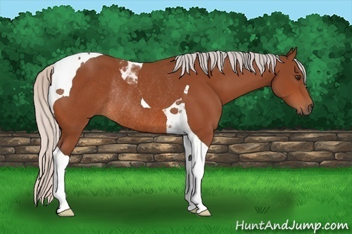 Horse Color: Silver Brown Tobiano Rabicano 