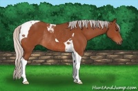 Horse Color:Silver Brown Tobiano Rabicano 