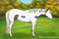 Horse Color:Silver Black Splash Tobiano Rabicano 