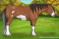 Horse Color:Bay Splash Frame 