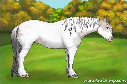 Horse Color: Classic Champagne Tobiano Frame 