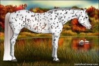 Horse Color:Brown Splash Appaloosa