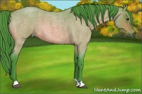 Horse Color:Watercolor Buckskin Roan 