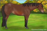 Horse Color:Bay 