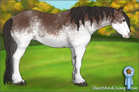 Horse Color:White Spotted Bay 