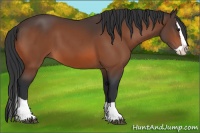 Horse Color:Bay Splash 