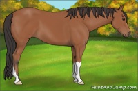 Horse Color:Bay 