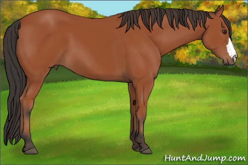 Horse Color: Bay 