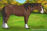 Horse Color:Bay Splash 