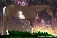Horse Color:White Spotted Liver Chestnut Sabino 