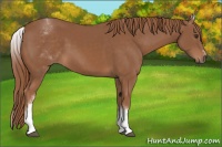 Horse Color:White Spotted Chestnut Sabino