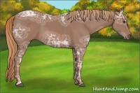 Horse Color:Chestnut Ice Sabino